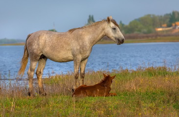 Fototapeta premium The foal with his mother. Horses graze in a meadow. On the river bank.