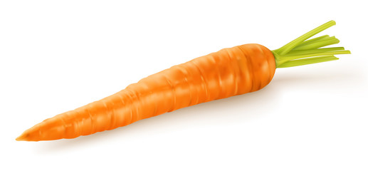 Carotte vectorielle 1