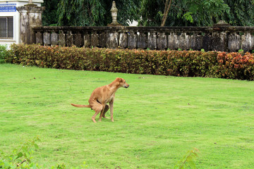 A dog is concentrating while doing his natural break on some green grass