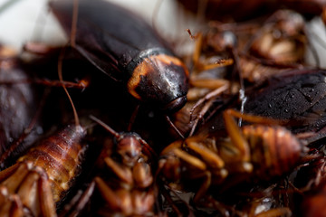 Close-up cockroach for study finding parasites in laboratory.