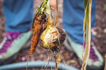 urban gardening vegetable harvest crop