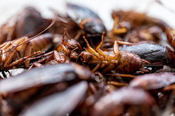 Close-up cockroach for study finding parasites in laboratory.