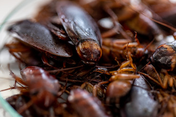 Close-up cockroach for study finding parasites in laboratory.