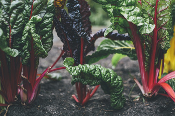 harvest fresh bio mangold