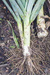 harvest fresh bio garden leek