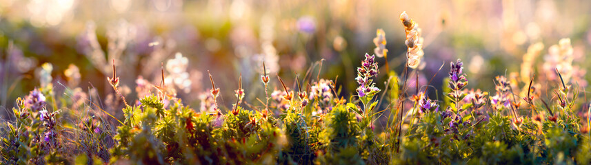 wilde bloemen en grasclose-up, horizontale panoramafoto