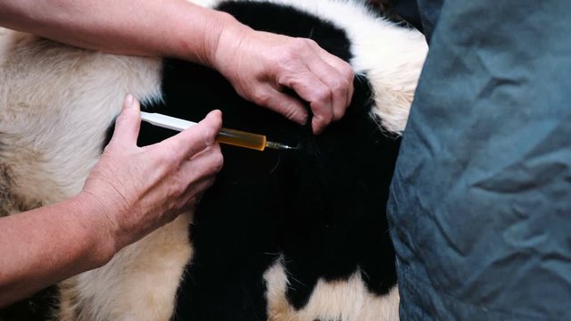 Farmer injects the medicine with a cow, slow motion. Veterinary assistance.