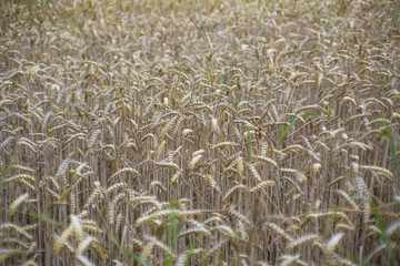 agriculture grain cereal