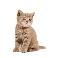 brown little kitten