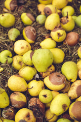 windfall bio pear