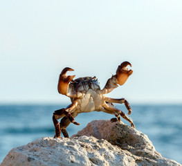 crab on wildlife - obrazy, fototapety, plakaty