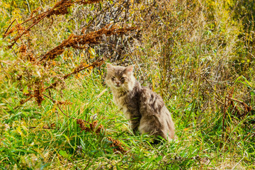 Grey shaggy domestic cat sitting in yellow and green grass in meadow, autumn landscape
