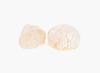 Lion mane mushroom isolated on white background © SAKORN