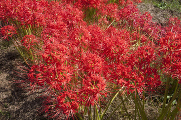 彼岸花　 cluster amaryllis