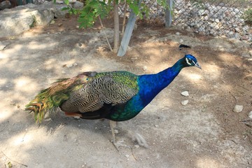 Peakcock