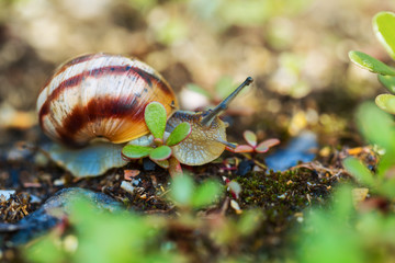 closeup grape snail crawl in a grass
