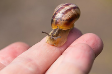 closeup grape snail crawl on the people finger