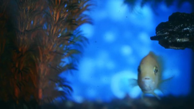 Aquarium fish cichlids floating in a close-up aquarium