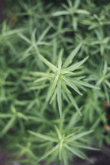 fresh bio garden herbs