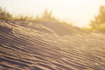 sandy desert with grass at the sunset