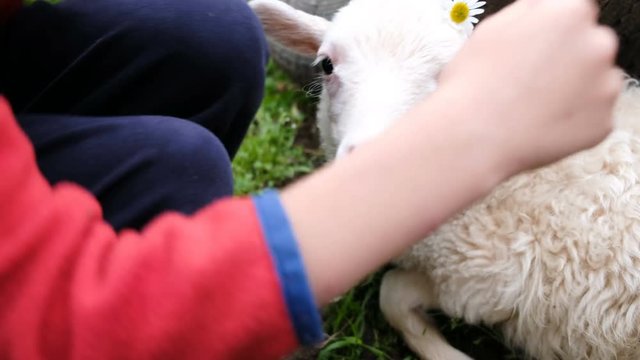 Little boy decorates a lamb with a flower, child plays with a sheep farm close-up
