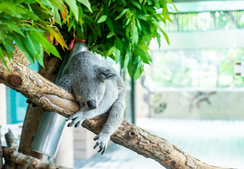 koala on the zoo