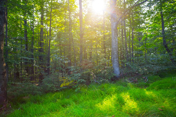 beautiful green forest glade in a rays of sparkle sun