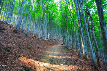 beautiful green beech forest on a mount slope