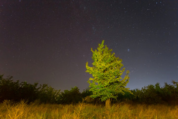 alone tree on the night sky background, night scene