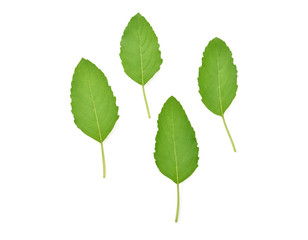 Holy Basil,Ocimum sanctum isolate on white