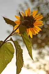 Sonnenblume im Morgengegenlicht
