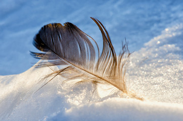 Bird's feather on the white snow closeup
