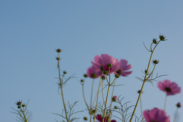 Cosmos flower in park,soft focus.