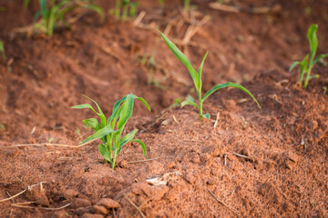 Young corn plant in garden,soft focus.
