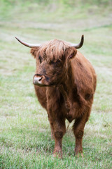 Brown cow in Norway