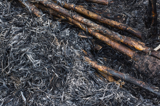 Ashes after fire at forest,close up shoot,selective focus.