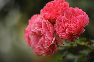 pink rose in the garden
