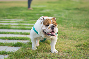 English bulldog running in park,selective focus.