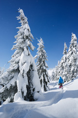 Winter hiking in a mountain forest in the snow