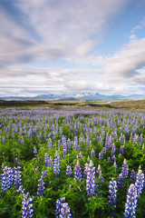 Fototapeta premium Flowering lupine in Iceland in summer