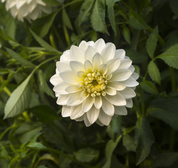 The dahlia (name, Hapet Sterling) in the dahlia garden Baden Baden near the lichtentaler alley. Baden-Baden, Baden Württemberg, Germany