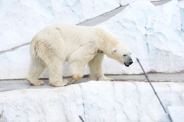 上野動物園 ホッキョクグマ