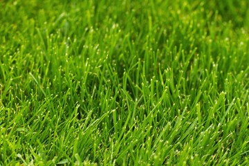 Grass lawn