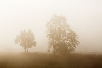 Fototapeta na wymiar Tree silhouettes in the mist