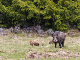 Wild boar sow with young piglets on a field at the forest