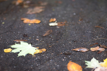 Drops of rain water on a fresh asphalt in the autumn, floating autumn leaves