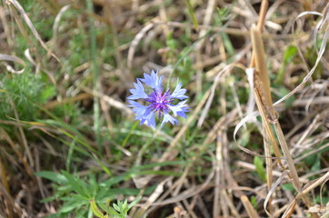 cornflower, flower, nature, plant, purple, flowers, spring, green, garden, blue, summer, pink, flora,