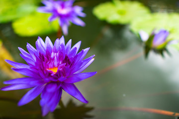 A close-up with the beauty of the lotus
