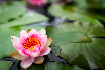 A close-up with the beauty of the lotus