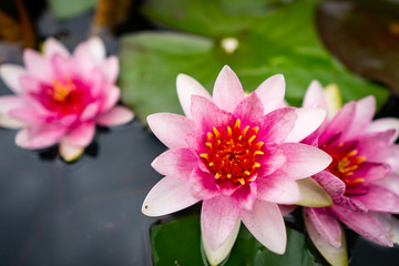 A close-up with the beauty of the lotus